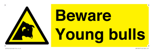 Beware Young bulls